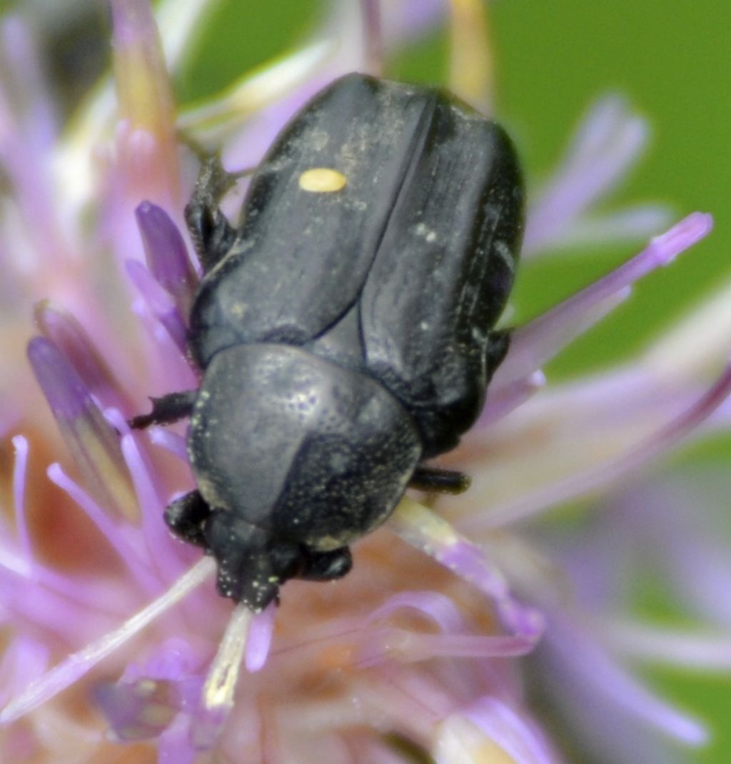 Oxythyrea funesta, Cetoniidae